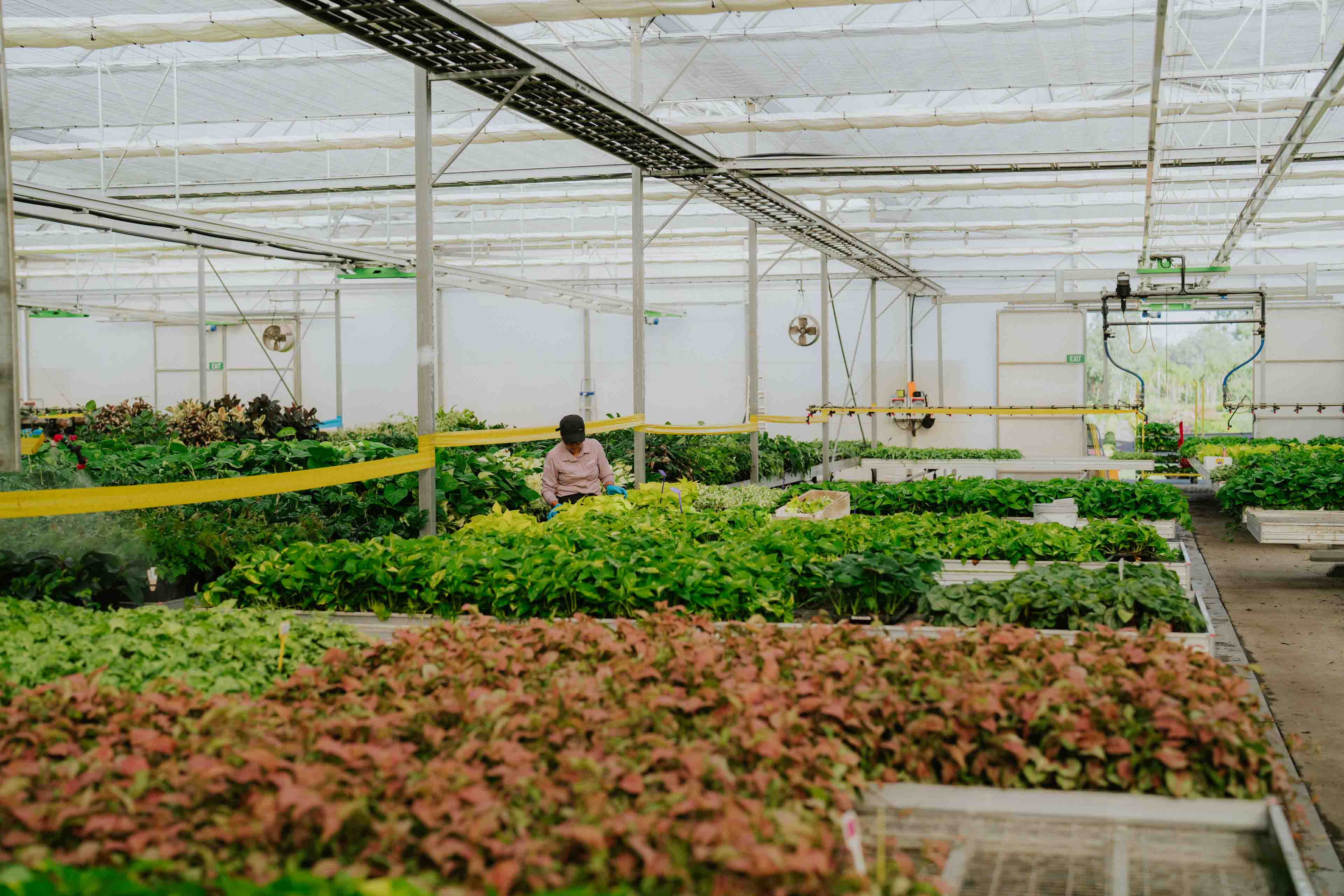 Pohlman's Nursery gallery item 4